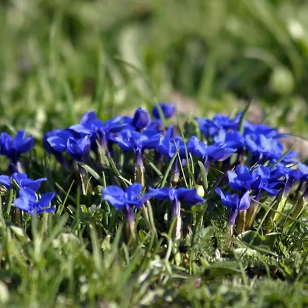 Neumayer *