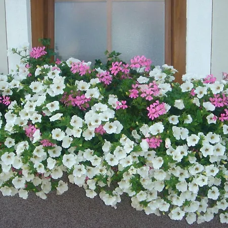 Neumayer * Fieberbrunn